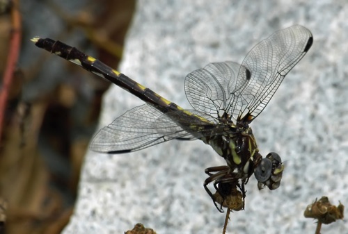 Female
2005_05_29_Toombs